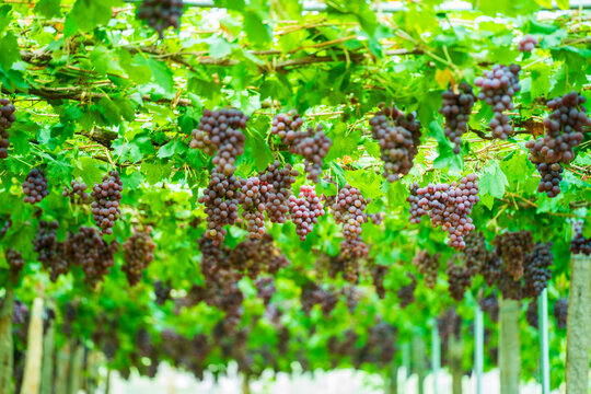 Ripe Red Grapes Hanging on the Vine