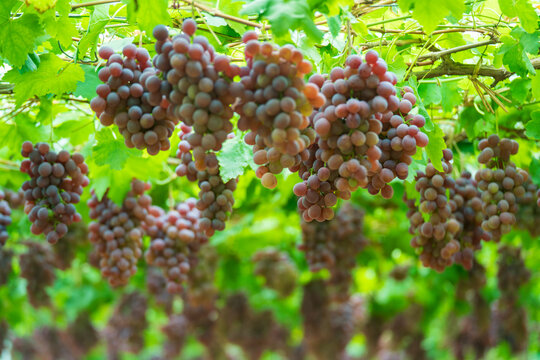 Ripe Red Grapes Hanging on the Vine