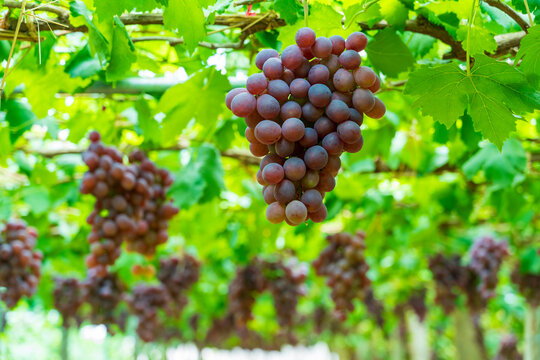 Ripe Red Grapes Hanging on the Vine