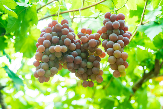 Ripe Red Grapes Hanging on the Vine