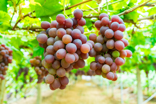 Ripe Red Grapes Hanging on the Vine