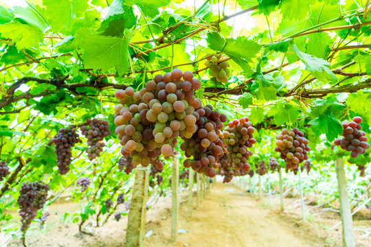 Ripe Red Grapes Hanging on the Vine