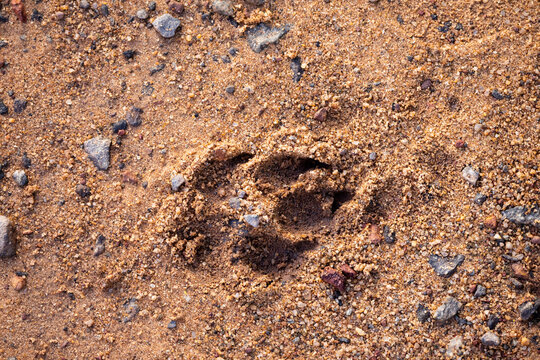 Canine paw print pressed into textured sand and gravel ground