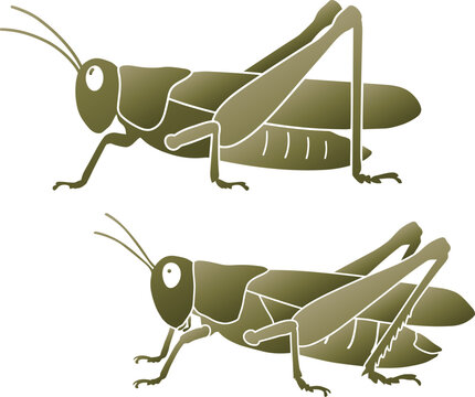 Two green grasshoppers standing on a plain background with detailed anatomical features