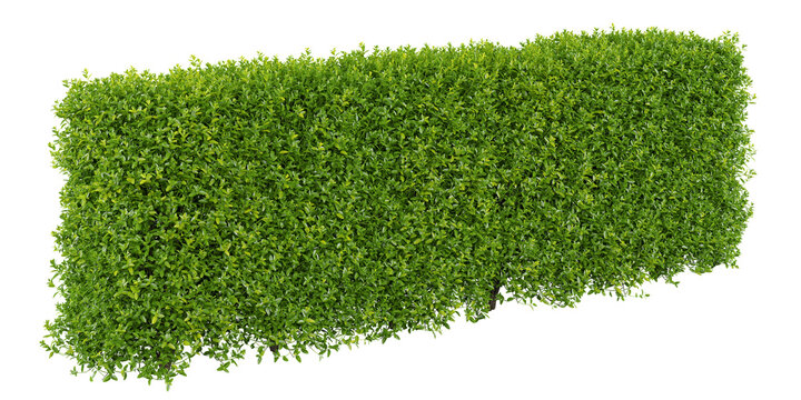 Privet Isolated PNG, Formal Clipped Hedge in Perspective, Transparent Background