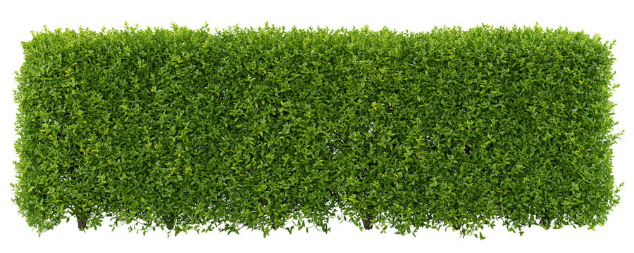 Privet Isolated PNG, Rectangular Clipped Hedge, Transparent Background