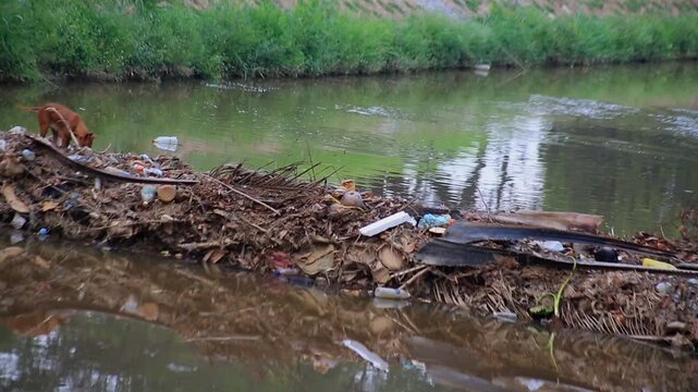 A dog walks across a row of garbage stuck in water