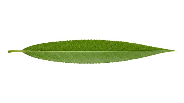 Green willow leaf isolated on white background