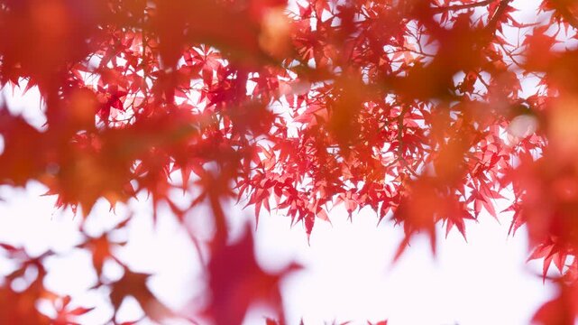 風に揺れる紅葉を撮影した4Kスローモーション動画	
