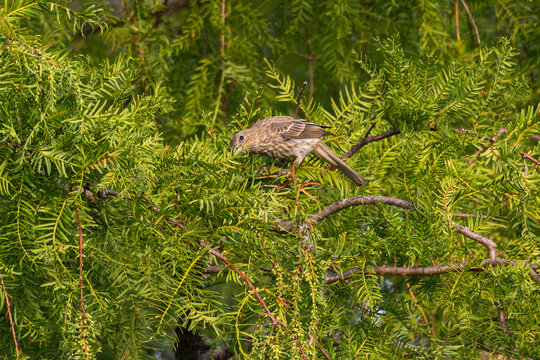 Female house finch eating buds on a tree.