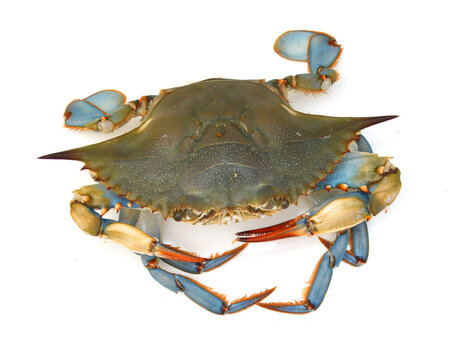 Blue Crab with white background