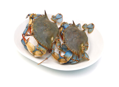 Blue Crab with white background