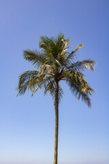 Single tropical palm tree against a partly cloudy coastal sky. © William