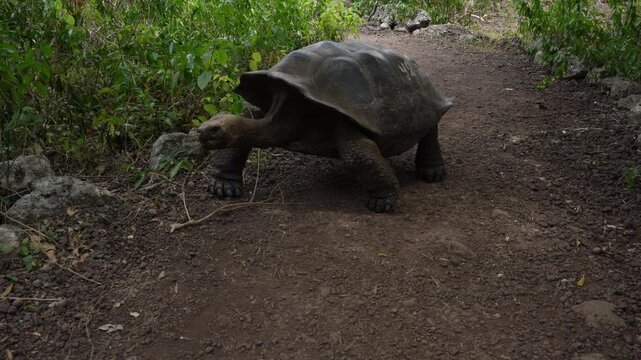 Wild Galapagos Giant Tortoise in Natural Habitat, San Cristobal Island, Ecuador