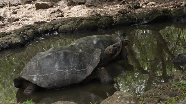 Wild Galapagos Giant Tortoise in Natural Habitat, San Cristobal Island, Ecuador