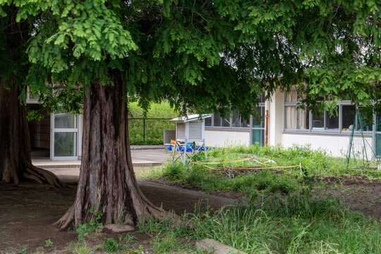 木陰に草が生い茂る小学校の校庭
