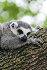 A peaceful afternoon: ring-tailed lemurs lazily resting on the treetops, with dappled light like a dream © Yf
