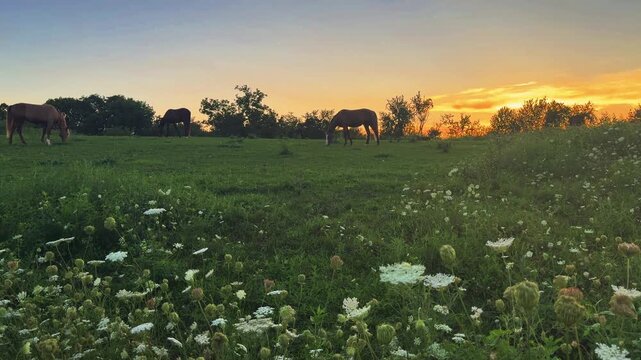 Horses Grazing in Pasture at Sunset in Central Kentucky