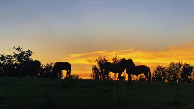 Horses Silhouetted at Sunset in Central Kentucky Pasture