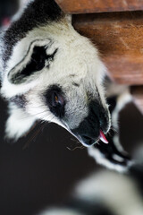 Obraz premium A sleepy ring-tailed lemur caught sticking out its tongue