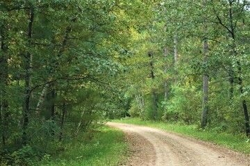 road in the forest © Mubin