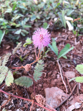 Close-up of a pink sensitive plant flower with delicate filaments and fernlike leaves, suited to botany, biodiversity, wildflower, tropical nature, and education.