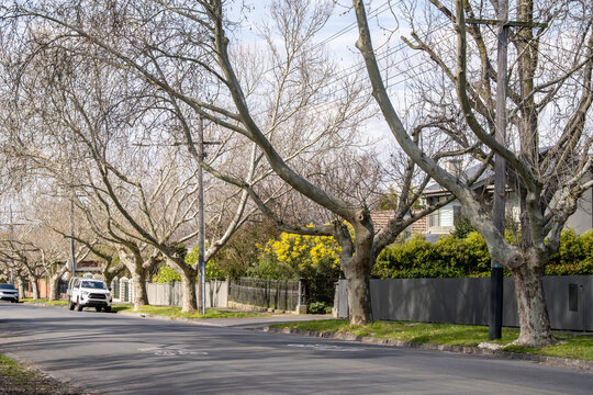 Bare winter deciduous trees line a quiet residential street with heritage homes. An established neighbourhood with a peaceful winter atmosphere, Malvern East, Melbourne, Australia