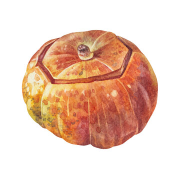 Watercolor orange baked pumpkin isolated on white background. October september autumn vegetable raw food for sticker or halloween card. Hand-drawn clipart for kitchen. Wallpaper and wrapping