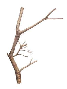 Watercolor bare tree branches isolated on white background. Autumn or winter hand-drawn botanical clipart for card or textile and modern branding. Brown nature element for wallpaper or wrapping