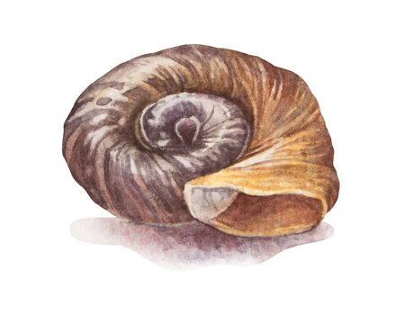 Watercolor brown yellow sea shell with shadow isolated on white background. Creative hand-drawn nature realistic clipart for celebration card. River element for wallpaper or textile and wrapping