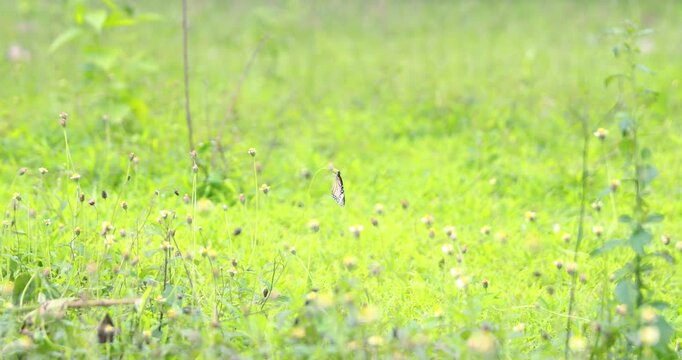 Two Monarch butterflies fly together over a green meadow with small white flowers on a sunny day. Slow-motion shot