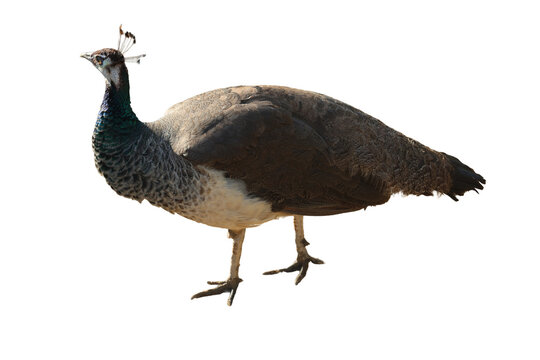 Peahen bird standing in a side profile view with detailed brown and shimmering neck plumage PNG isolated on transparent background