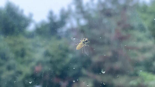 Hoverfly Sitting on Wet Glass Window with Raindrops and Blurry Forest Background Close Up Macro