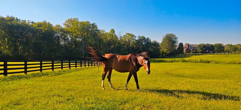 Brown horse walking on green pasture at suburban  countryside farm