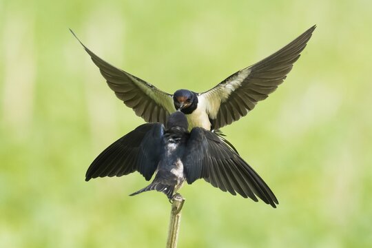 Barn Swallow (Hirundo rustica) feeding a young bird, in an elegant flight pose, against a blurred green background, Hesse, Germany