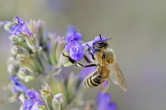 Western honey bee (Apis mellifera), feeding on nectar from a catmint (Nepeta faassenii) flower, Meienberg, Canton of Aargau, Switzerland
