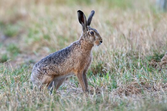 European hare (Lepus europaeus), Vechta, Lower Saxony, Germany