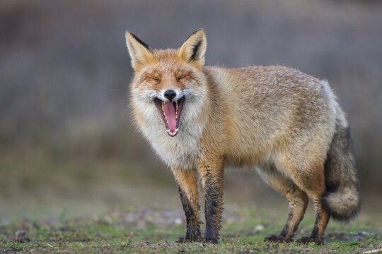 Red fox (Vulpes vulpes) in winter coat with opened mouth, yawning, Netherlands