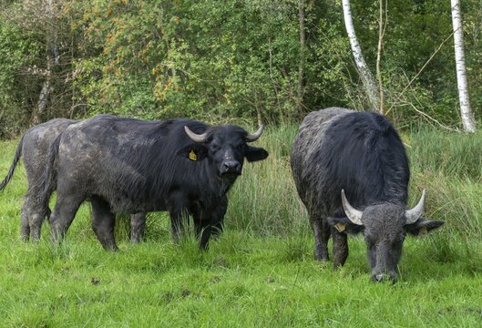 Bavaria, Bubalus Arnee, Even-t&ouml;d Ungulate, Upper Palatinate, Paarhufer, Tirschenreuth, Waldnaab, Waldnaabaue, water buffalo, wild willows Waldnaabaue, extensive grazing, mammals, mammals