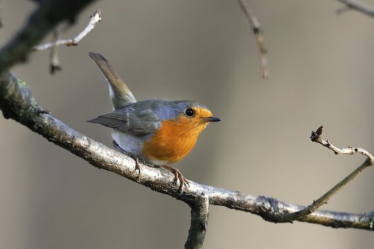 European robin (Erithacus rubecula) on a branch, wildlife, Germany