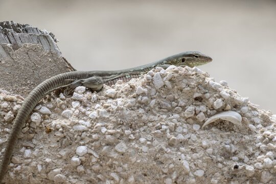 Racer lizard (Cnemidophorus murinus), Curacao