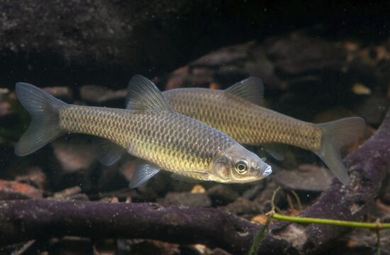 Blue ribbon bear, pseudorasbora parva, stone moroco, stone moroko, fish, fish, pisces, topmouth gudgeon