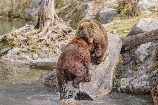 An adult female brown bear (Ursus arctos arctos) walks down a rotten tree trunk to the water. A young male is playfully attacking her on the tree trunk