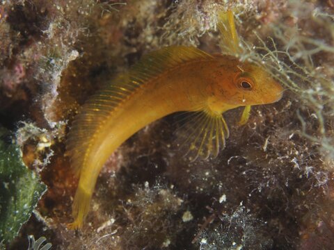 A bright golden ringneck blenny (Parablennius pilicornis) rests amongst seaweed in the sea, dive site: Cap de Creus Marine Reserve, Rosas, Costa Brava, Spain, Mediterranean Sea