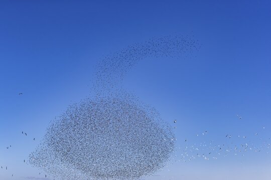 A flock of starlings (Sturnus vulgaris) as well as storm petrels (Larus canus) and black-headed gulls (Chroicocephalus ridibundus) form a large flight formation in the blue sky, autumn migration, spring migration, bird migration, assembly point, flight formation, Germany