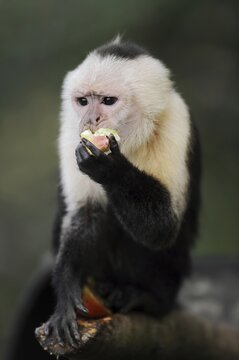 White-shouldered capuchin monkey or white-headed capuchin (Cebus capucinus), feeding, captive, occurring in South America