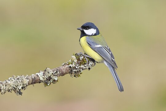 Great Tit (Parus major), sitting on a branch overgrown with moss and lichen, Wildlife, Animals, Birds, Tits, Wilnsdorf, North Rhine-Westphalia, Germany