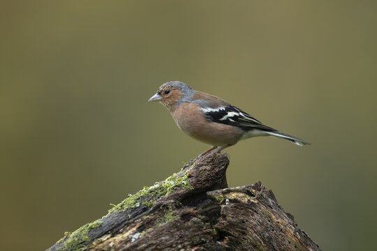 Eurasian chaffinch (Fringilla coelebs) adult male bird on a tree stump in a woodland, England, United Kingdom