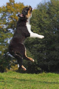 Australian Shepherd Black Tri dog, male puppy, jumping
