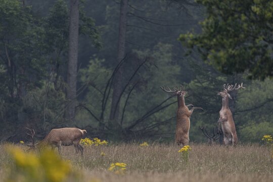 Standing on their hind legs and handing out blows with their front legs, the red deer (Cervus elaphus) try to impress the opponent, bastion, quarrel, dispute, Denmark